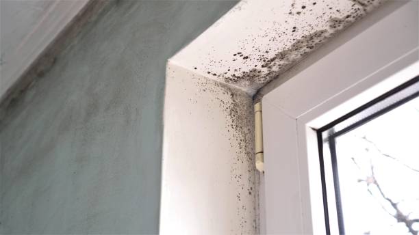 Why You Should Choose Our Mold Remediation Services in West Livingston, TX